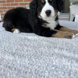 "Birdie" Bernese Mountain Dog Puppies from Blue Ridge Bernese