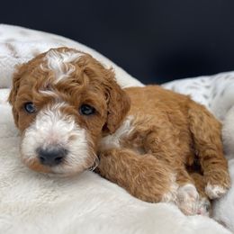 Goldendoodles and Poodles from Brugger’s Doodles and Poodles