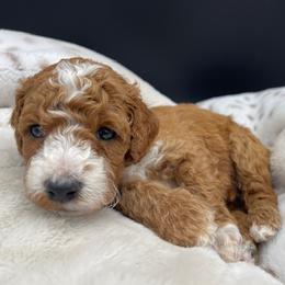 Goldendoodles and Poodles from Brugger’s Doodles and Poodles