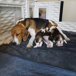 Harrier Puppies from Darkfire Harriers