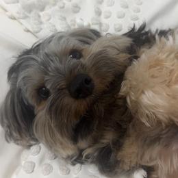 Yorkshire Terriers from Carrie Buonocore