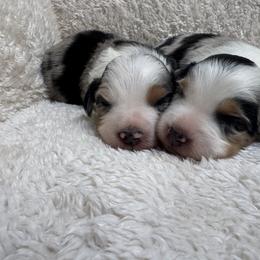 Sadie- blue Merle female - Blue merle female Miniature Australian Shepherd puppy in Chino Valley, Arizona from Perkins Mini/Toy Aussies