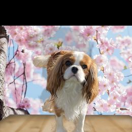 Emmy Lou - Cavalier King Charles Spaniel