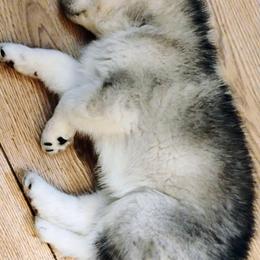 Siberian Husky Puppies from I'm not an official breeder just adopting out a pack