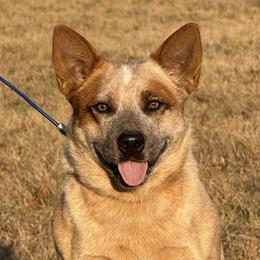 Australian Cattle Dogs from Steadfast Farms & Stockdogs