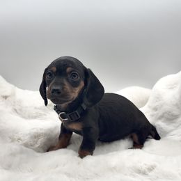 Black - Black and tan male Dachshund puppy in Goodyear, Arizona from AZ Royal Doxies llc