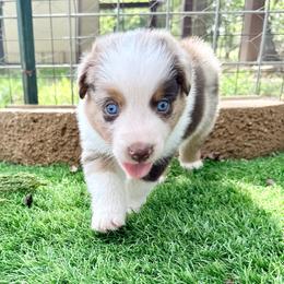 Pecan - Red merle male Australian Shepherd puppy in Mount Vernon, Texas from RJ's Aussie Posse