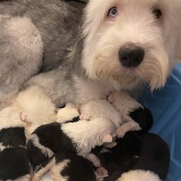 Poodles and Shih Tzus from Animal Crackers