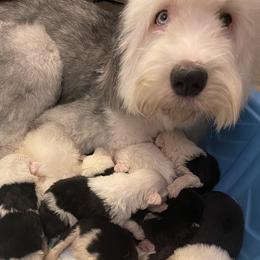 Poodles and Shih Tzus from Animal Crackers