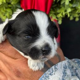 Orange girl - Parti female Miniature Schnauzer puppy in Oneonta, Alabama from Murphree Valley Kennels