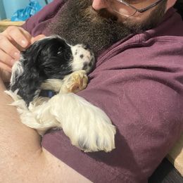Cocker Spaniel Puppies from Mable meadows Cockers