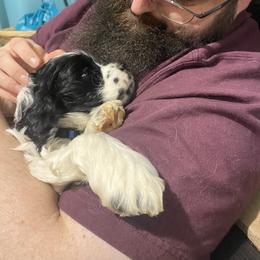 Cocker Spaniel Puppies from Mable meadows Cockers