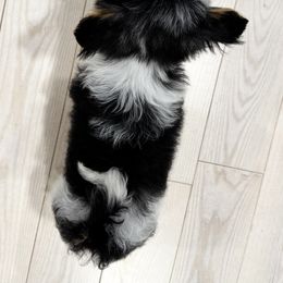 Biewer Terrier and Yorkshire Terrier Puppies from Coastal Yorkshire Terrier Yorkies & Biewer Terriers