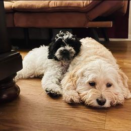 Cockapoo Puppies from Golden Paws