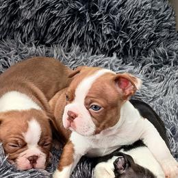 Boston Terrier and French Bulldog Puppies from Reds Studio