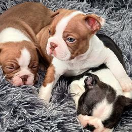 Boston Terrier and French Bulldog Puppies from Reds Studio