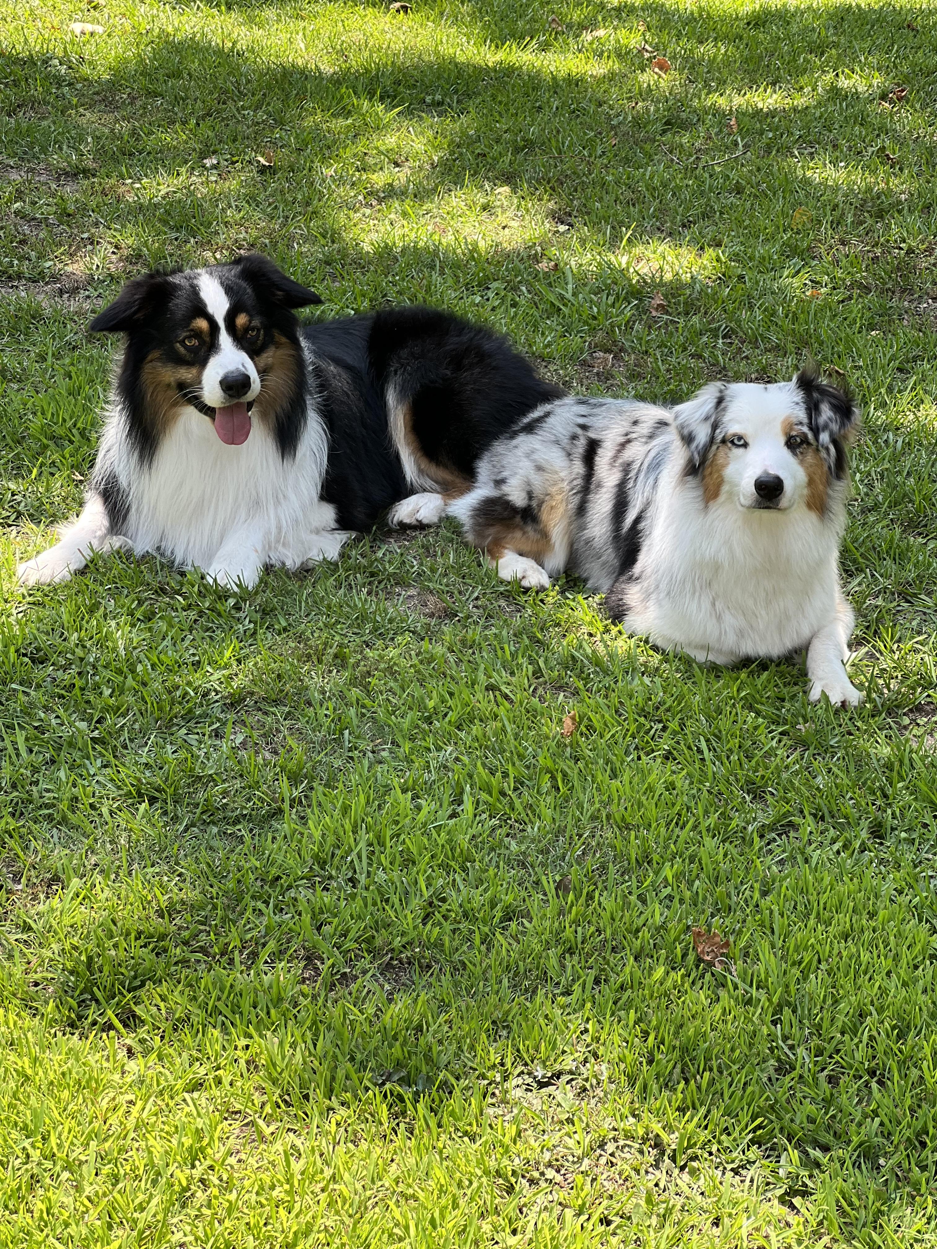 Texas Shepard Texas B2 Australian Shepherds in Texas | Australian Shepherd puppies ...