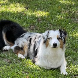 Australian Shepherds from Texas B2 Australian Shepherds