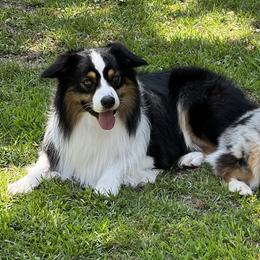 Australian Shepherds from Texas B2 Australian Shepherds