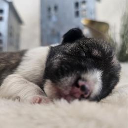 Boy2 - Parti male Miniature Schnauzer puppy in Las Vegas, Nevada from Knock & Bark Miniature Schnauzer