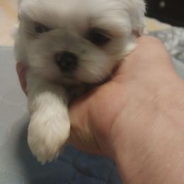 Girl 1 - White female Shih Tzu puppy in Eastanollee, Georgia from G & J Shih Tzu