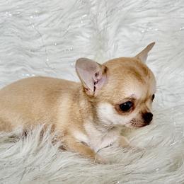 Amber - Chocolate sabled fawn female Chihuahua puppy in Allentown, Pennsylvania from Tsunami Cockers & Chihuahuas