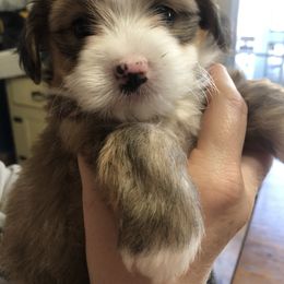 Bernedoodle Puppies from Mini Bernedoodle Babies- Indiana