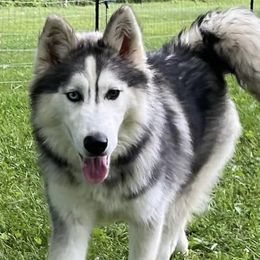 Asha - Siberian Husky