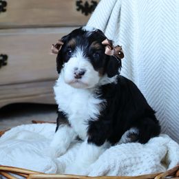 Fox - Black female Goldendoodle puppy in Temecula, California from Temecula Creek Doodles