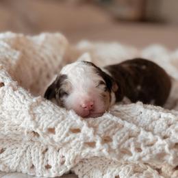 Kenai, Boy - Chocolate merle male Bernedoodle puppy in Maricopa, Arizona from Desert Ridge Doodles