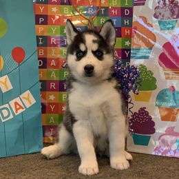 Siberian Husky Puppies from Myths and Legends Siberian Huskies