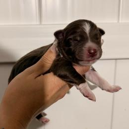 Max - Red tri-color male Australian Shepherd puppy in Placerville, California from BFF Aussies