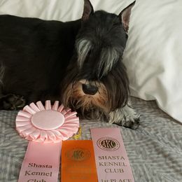 Miniature Schnauzer Puppies from Starbound Miniture Schnauzer's