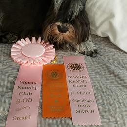 Miniature Schnauzer Puppies from Starbound Miniture Schnauzer's