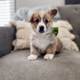 Lime Boy - Riley - Red male Pembroke Welsh Corgi puppy in Vilonia, Arkansas from Lucky Pups Corgis