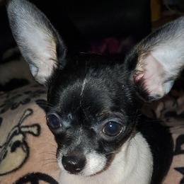 Boy 2 - Black and white male Chihuahua puppy in Oklahoma City, Oklahoma from Teacup Chihuahuas and Friends