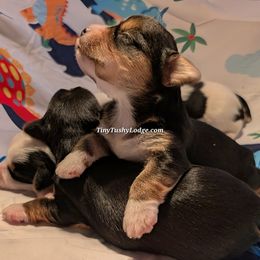 AKC Traditional girl - Blue and gold female Yorkshire Terrier puppy in Greencastle, Indiana from Tiny Tushy Lodge