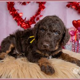 Ruby - Brown female Bernedoodle puppy in Connersville, Indiana from Deaz Doodle Ranch