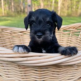 Ted - Black and silver male Miniature Schnauzer puppy in Akeley, Minnesota from Great Northern Schnauzers