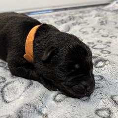 Gunther - Black male German Shepherd puppy in Las Vegas, Nevada from Clever Boots Kennel