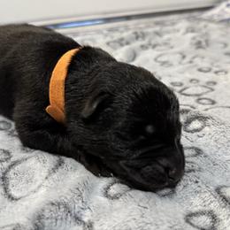 Gunther - Black male German Shepherd puppy in Las Vegas, Nevada from Clever Boots Kennel