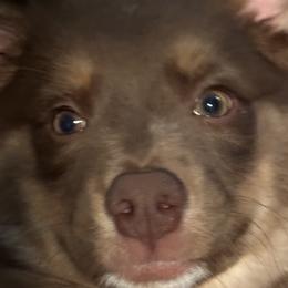 Miniature Australian Shepherds from Sun & Moon Aussies