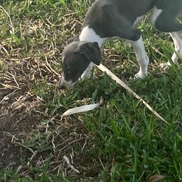Italian Greyhound Puppies from Fisher Link