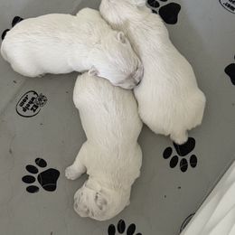 West Highland White Terrier Puppies from Red Rock Farms