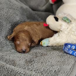 Poodle puppies from Legacy Pets
