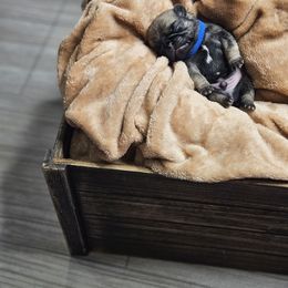 Pug puppies from Pawsome Pug Companions