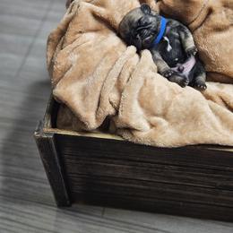 Pug puppies from Pawsome Pug Companions