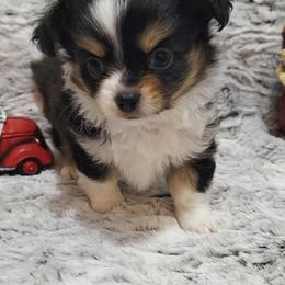 Black tri boy - Black and tan male Chihuahua puppy in Richmond, Virginia from Breens