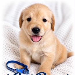Dark Blue Gogi Berry - Light golden male Golden Retriever puppy in Apple Valley, California from Frankly Golden