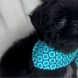 Shih Tzu Puppies from Southern California Shih Tzu Palace